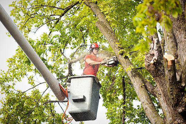 Best Arborist Consultation Services  in Collegedale, TN